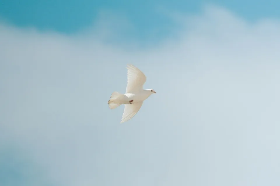 Une colombe blanche en plein vol dans un ciel bleu
